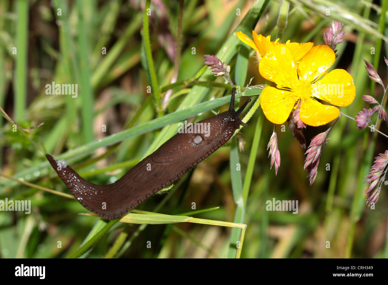 Schwarze Schnecke (Arion Ater). Stockfoto