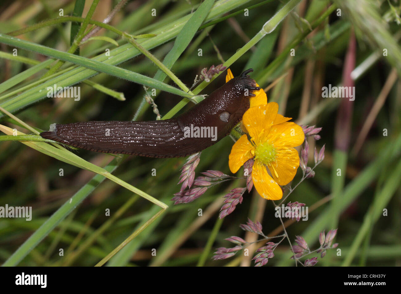 Schwarze Schnecke (Arion Ater). Stockfoto