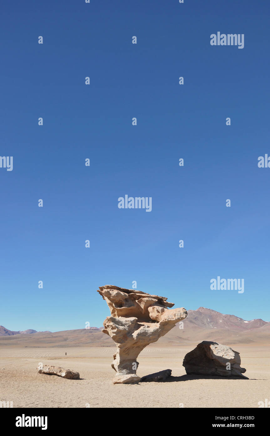 Steinbaum, Valle de Rocas - Bolivien Stockfoto