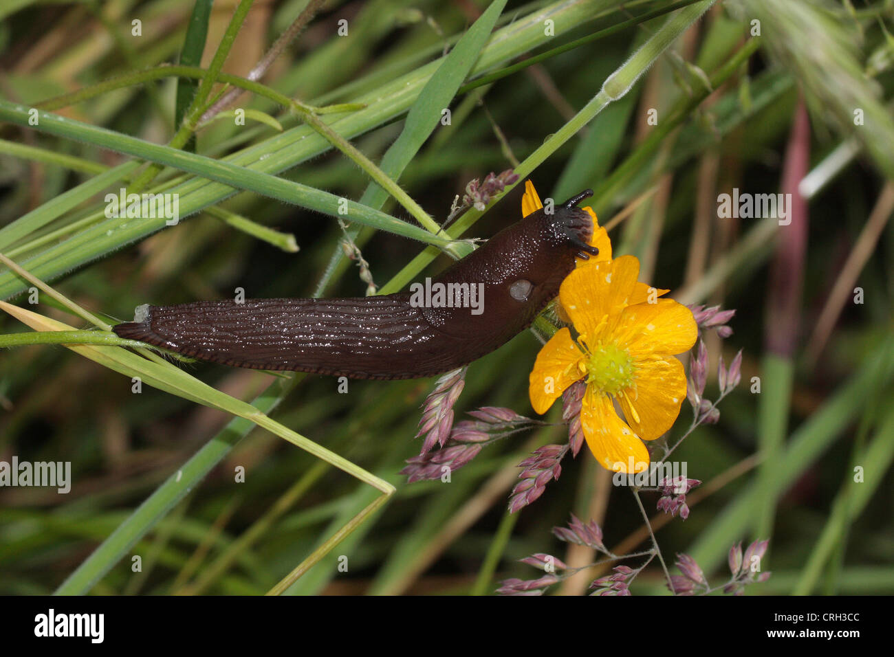 Schwarze Schnecke (Arion Ater). Stockfoto