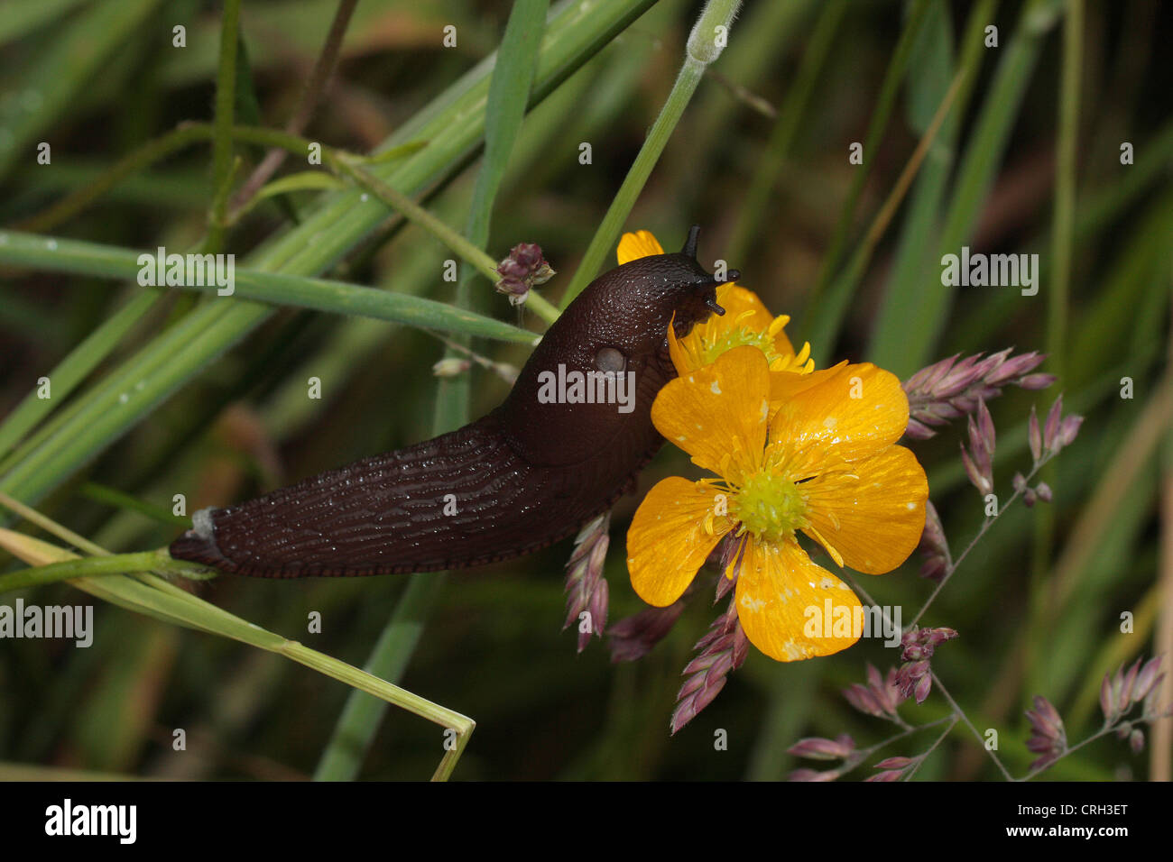Schwarze Schnecke (Arion Ater). Stockfoto