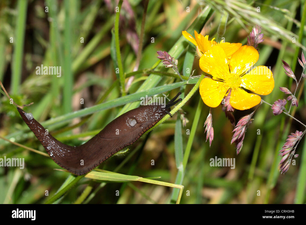 Schwarze Schnecke (Arion Ater). Stockfoto