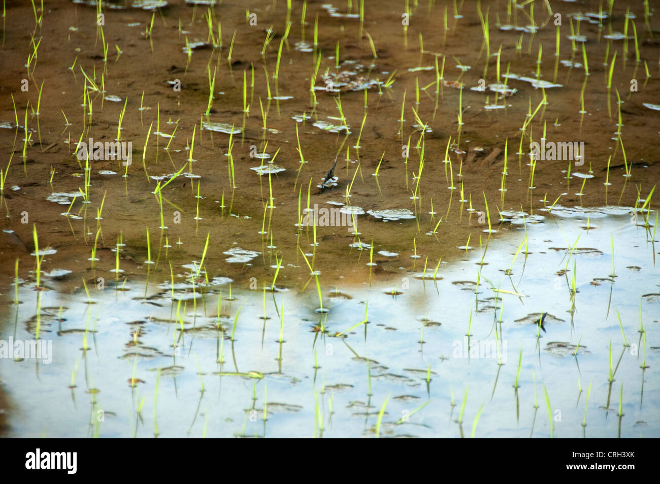 Nur grüner Reispflanzen gepflanzt, in einem bewässerten Reisfeld, Xijiang Miao Dorf, China Stockfoto