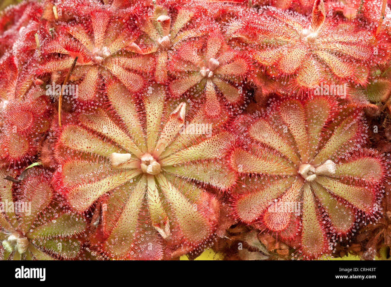 Drosera-Sonnentau fleischfressende Pflanze wächst. Stockfoto