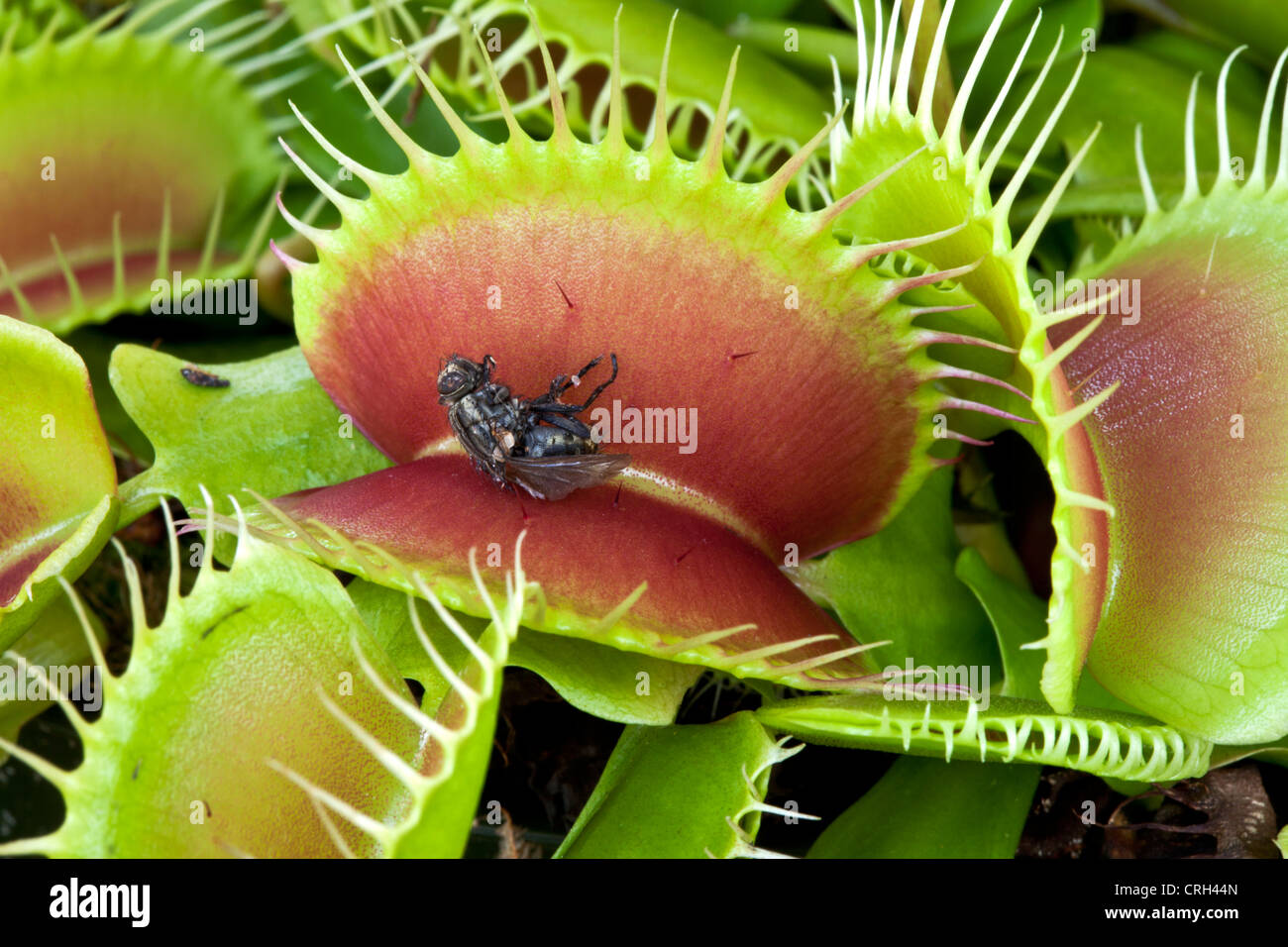 Dionaea B52, mit Beute. Stockfoto