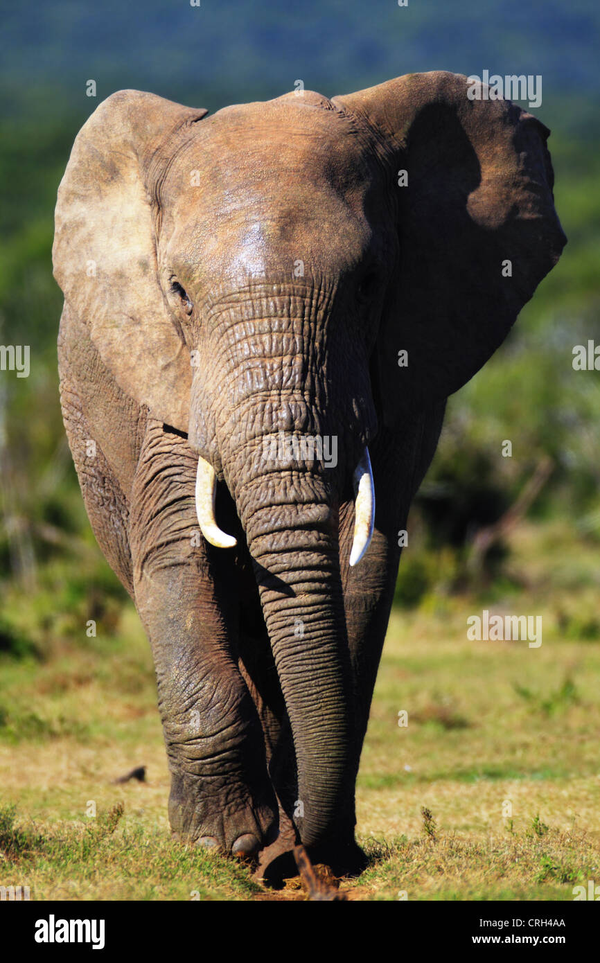 Elefant nähert sich über grünen Ebenen des Addo National Park Stockfoto