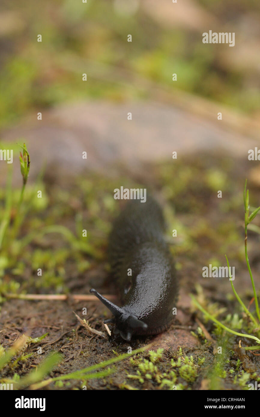 Schwarze Schnecke (Arion Ater). Stockfoto