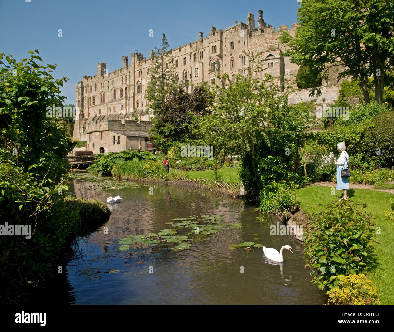 Warwick Castle mit Schwäne am Fluss Avon gesehen von einem Mill Street Garten bei Sonnenschein mit blauem Himmel Warwickshire, England Stockfoto