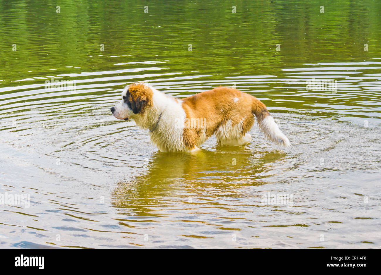 Saint Bernard Hund im Wasser Stockfoto