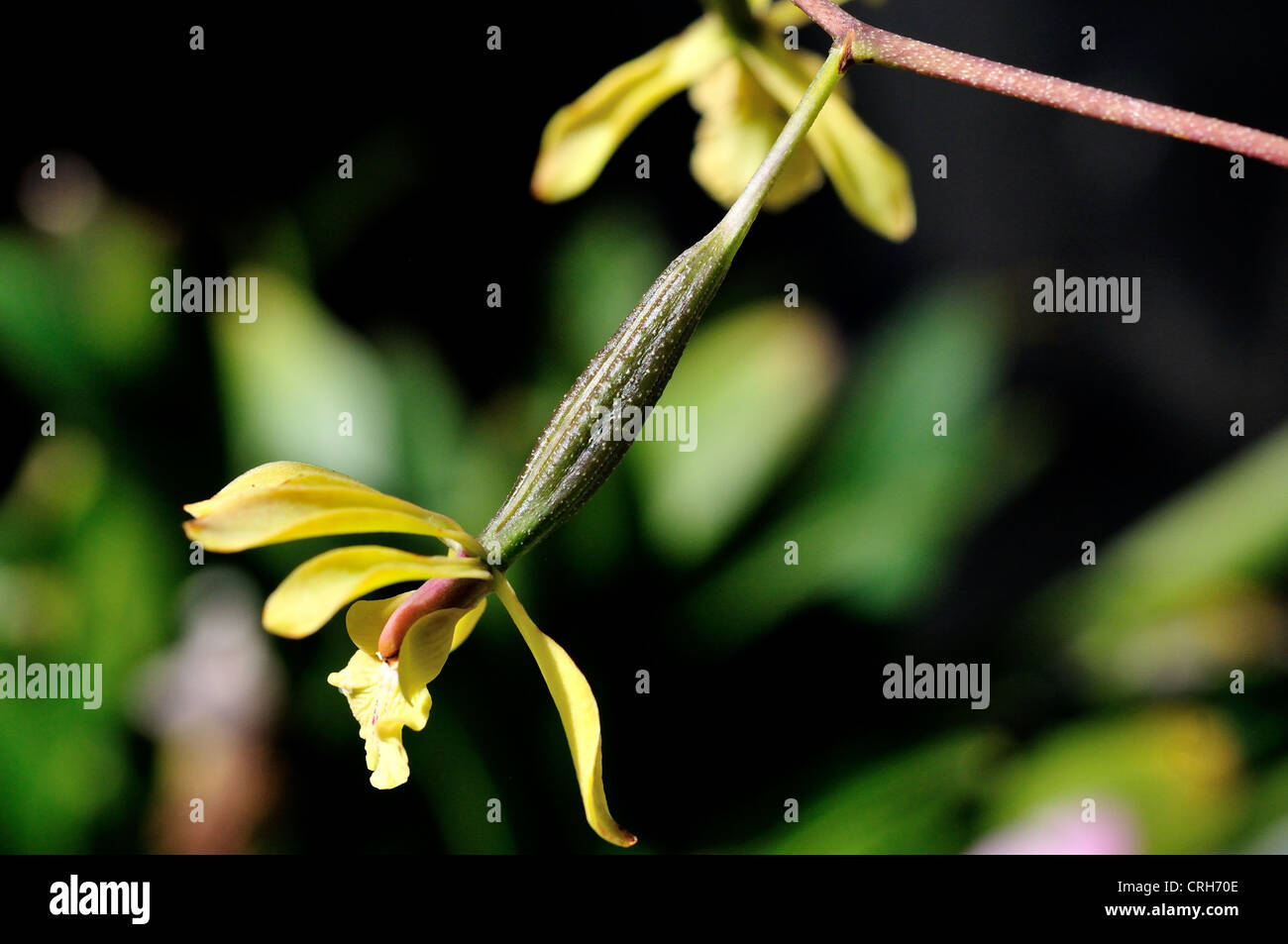 Samenkapsel auf eine Orchidee Blume wächst. Stockfoto