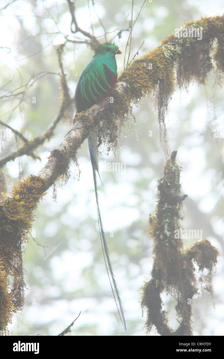 Männliche Resplendent Quetzal (Pharomachrus Mocinno) mit Insekt in Rechnung. Nebligen Regenwald auf Cerro De La Muerte, Costa Rica. Stockfoto