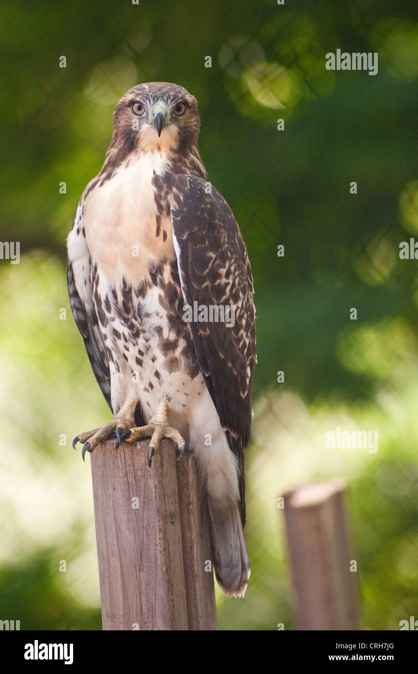 Junge Red Tailed Hawk thront auf einem Pfosten im Washington Square Park Stockfoto