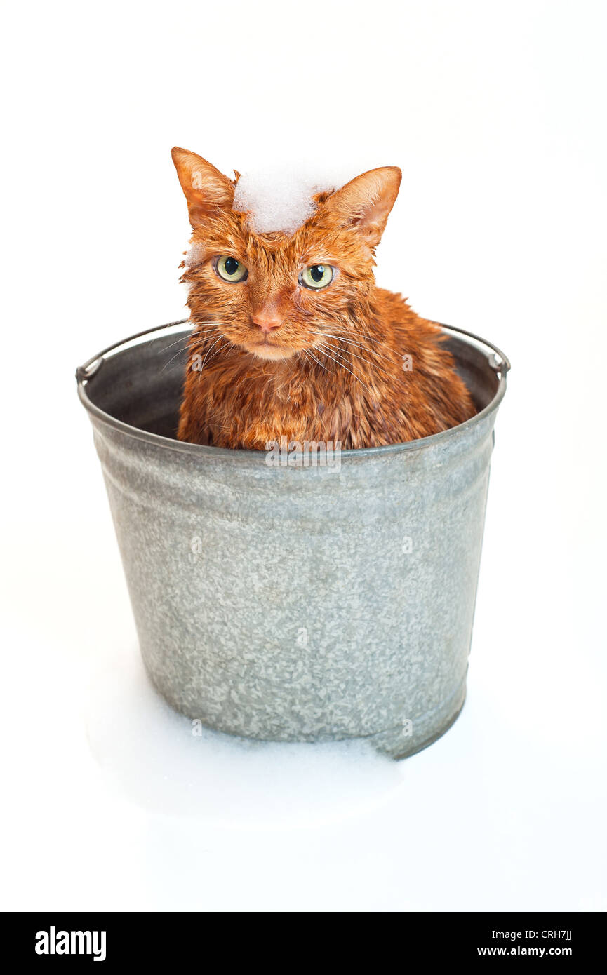 Badezeit für eine nasse Katze in einem verzinkten Stahl Eimer mit Seifenlauge auf seinem Kopf und Fuß der Eimer. Stockfoto