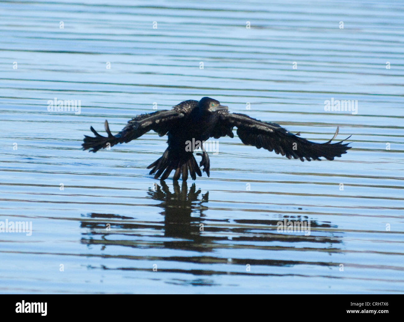 Kleine schwarze Kormoran (Phalacrocorax Sulcirostris) Stockfoto