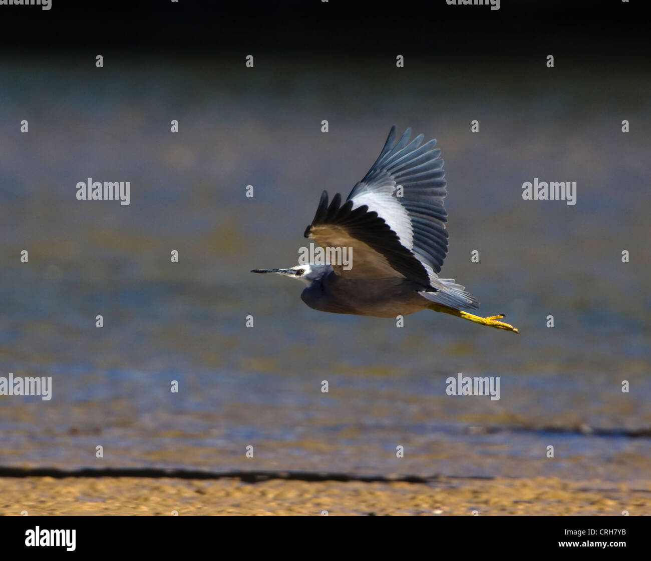 White-faced Heron (Egretta Novaehollandiae) Stockfoto