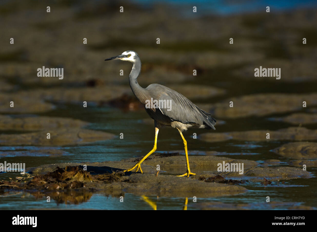 White-faced Heron (Egretta Novaehollandiae) Stockfoto