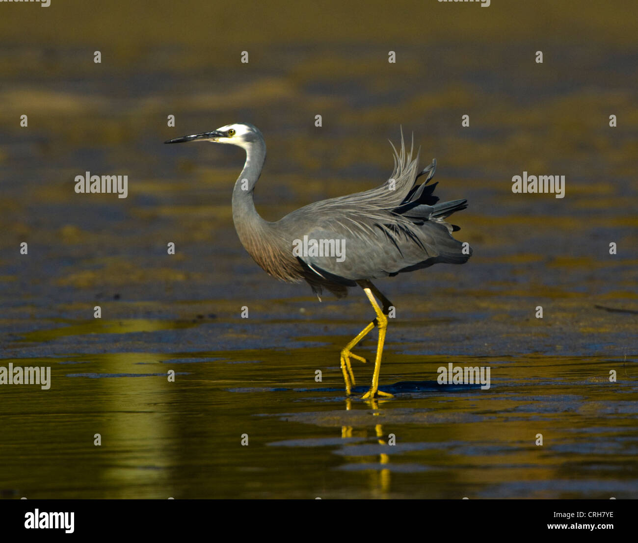 White-faced Heron (Egretta Novaehollandiae) Stockfoto