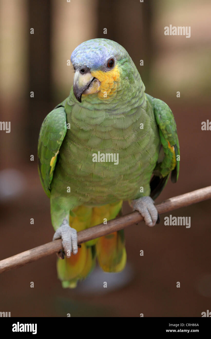 Grüner Papagei sitzt auf einem Ast, Amazonas, Brasilien Stockfoto