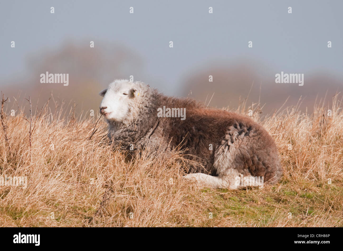 Ein Herdwick Schafe Schaf liegend lange Gras in der Sonne ausruhen Stockfoto
