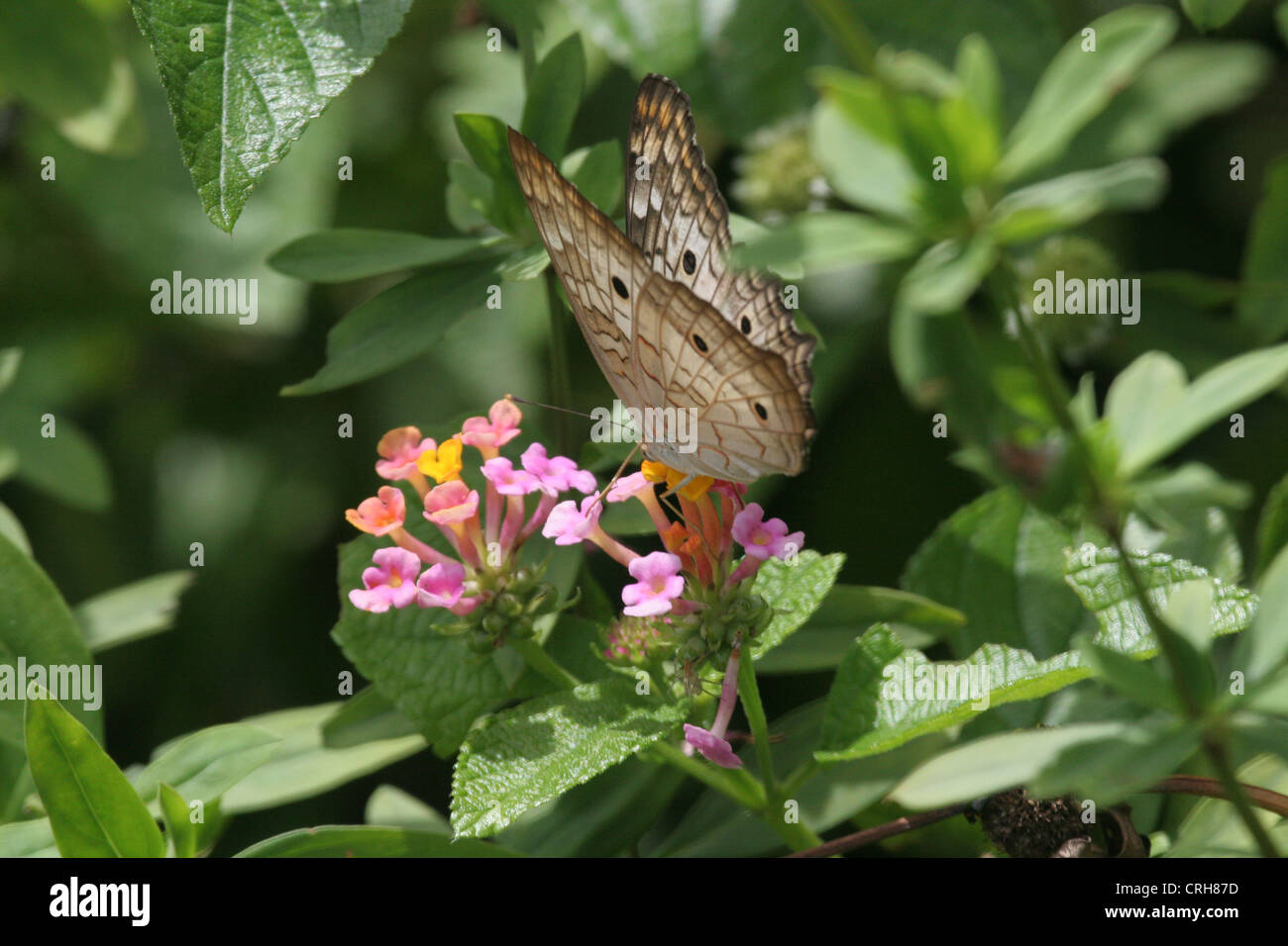 Weißer Pfau Anartia Jatrophae Schmetterling ruht auf einige rosa Blüten in Devils Insel, Französisch-Guayana Stockfoto
