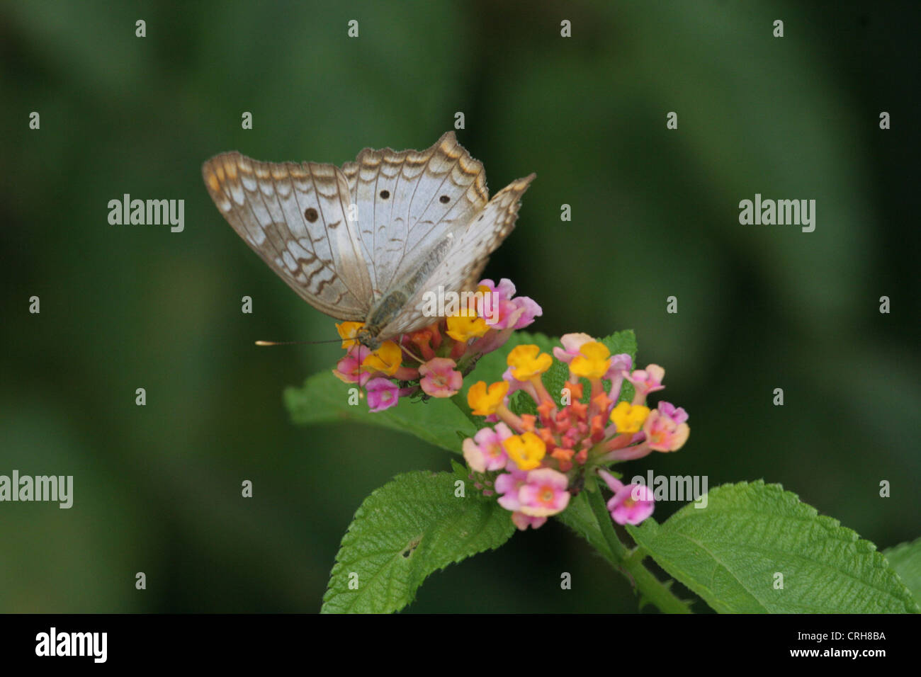 Weißer Pfau Anartia Jatrophae Schmetterling ruht auf einige rosa Blüten in Devils Insel, Französisch-Guayana Stockfoto