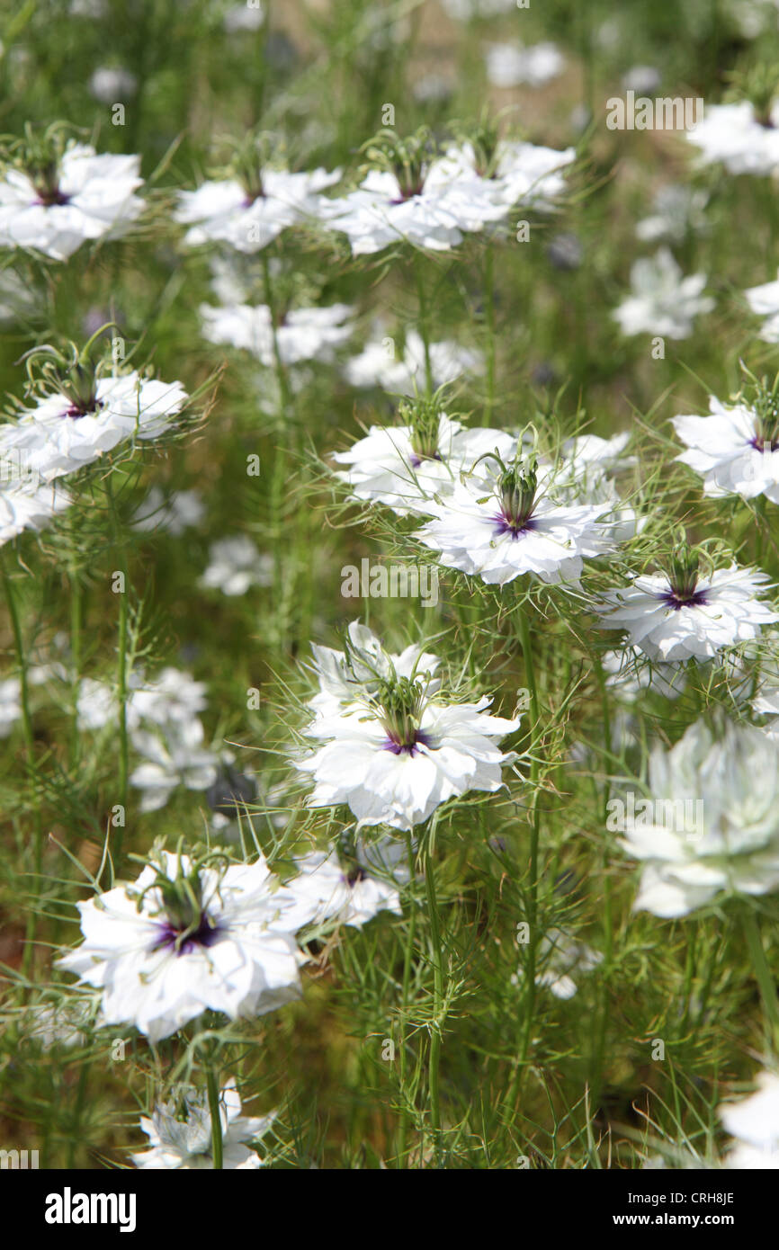 Weiße Nigella Damascena, Liebe im Nebel, jährliche Garten Blume, Garten Suffolk, UK Stockfoto