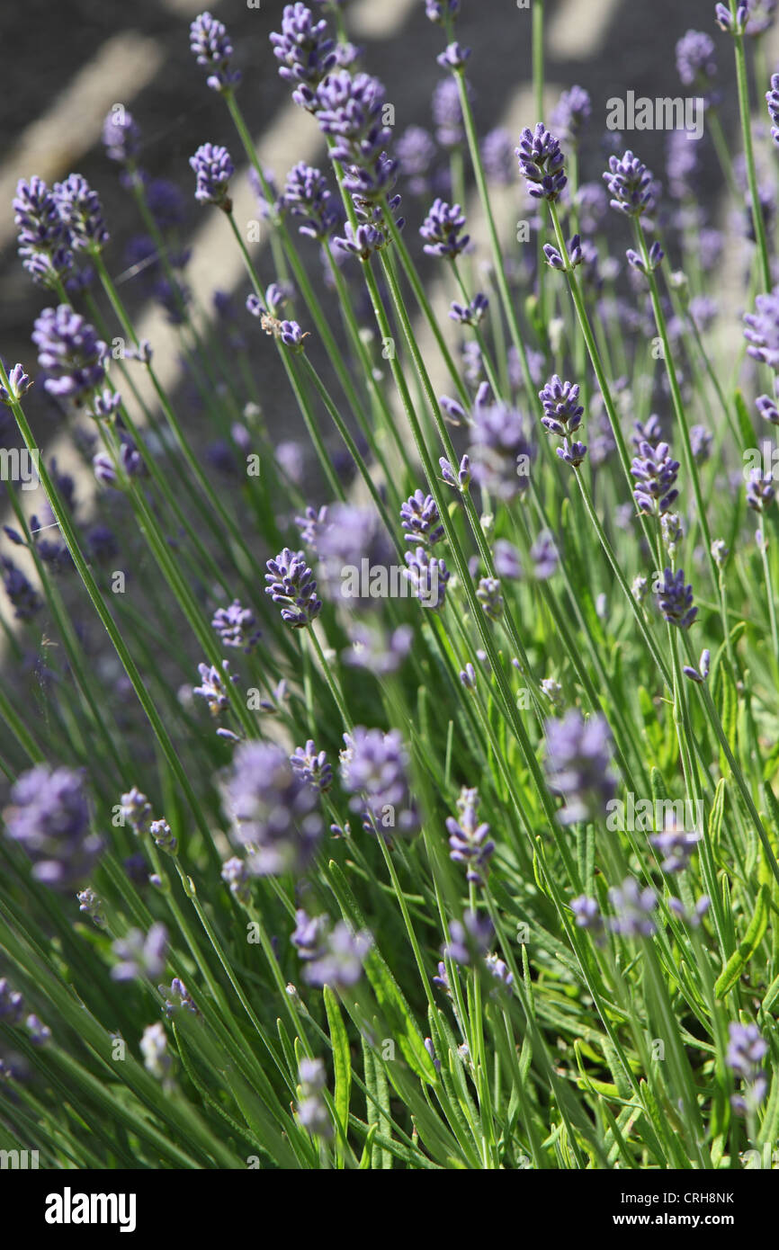 Nahaufnahme der Lavendel wächst im Königreich Garten. Dürre resistente Pflanzen geeignet für Schlauch-Rohr-Verbot und der globalen Erwärmung. Stockfoto