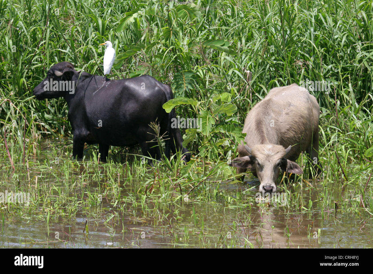 Rinder weiden am Ufer des Amazonas, Brasilien Stockfoto