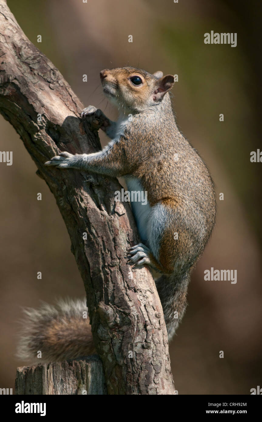 Grau-Eichhörnchen (Sciurus Carolinensis) Porträt Klettern eine Verzweigung zeigt ausgezeichnete Details Stockfoto