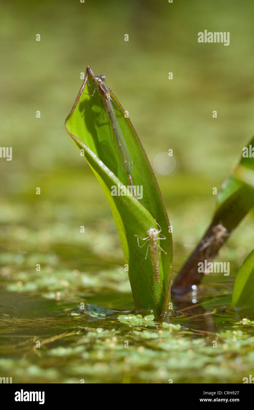 Ein großer roter Luken Damselfly aus einem Teich mit Teneral Damselfly