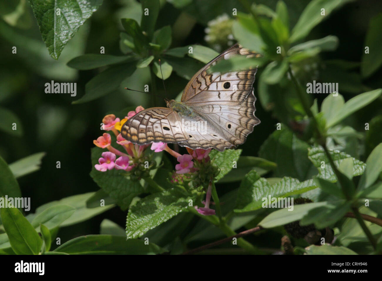 Weißer Pfau Anartia Jatrophae Schmetterling ruht auf einige rosa Blüten in Devils Insel, Französisch-Guayana Stockfoto