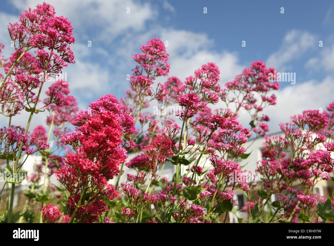 Centranthus Ruber, roter Baldrian, Jupiters Bart oder Spur Baldrian. Garten Blumen wachsen in Suffolk am Meer Garten, England, UK. Stockfoto