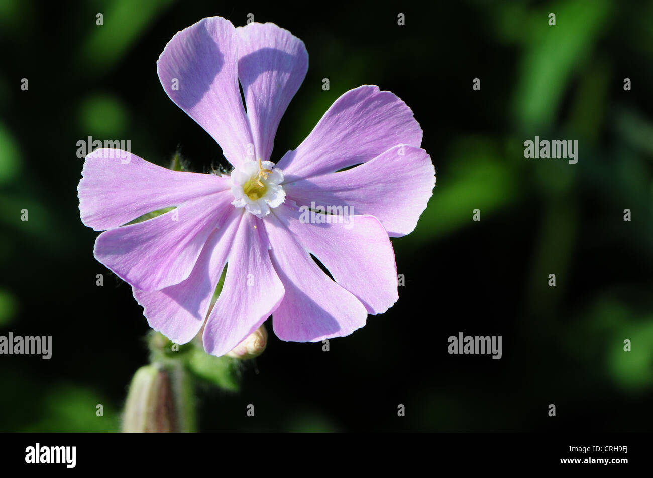 Eine rosa Blume Campion. Eine Mischung aus Red Campion Silene Dioica und White Campion Silene alba Stockfoto