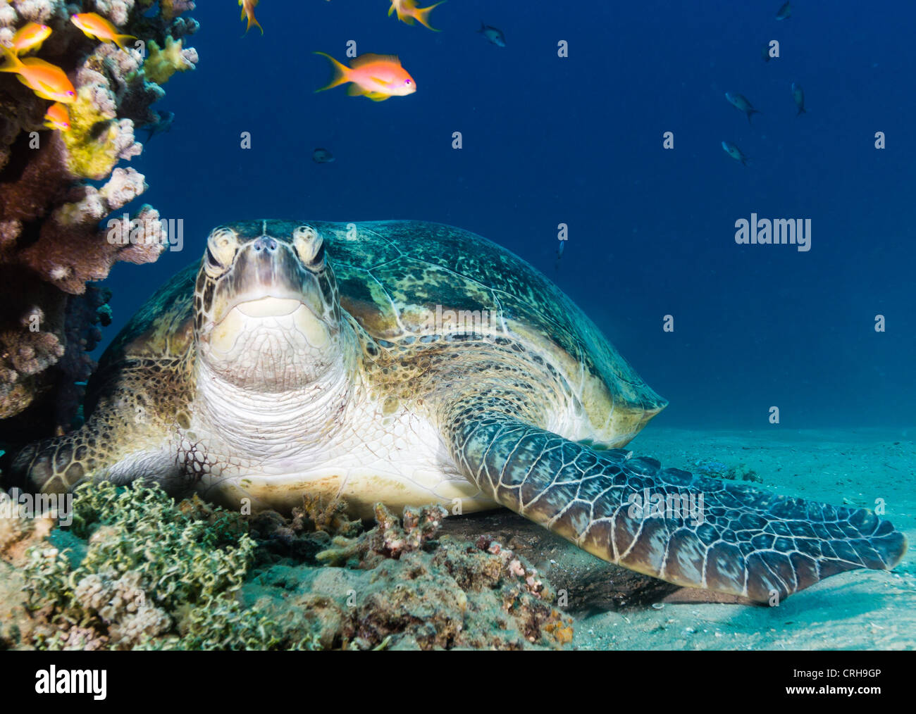 Neugierig Suppenschildkröte sieht direkt auf die Kamera, wie es auf dem Meeresboden neben einem flachen Korallen Pinnacle ruht Stockfoto