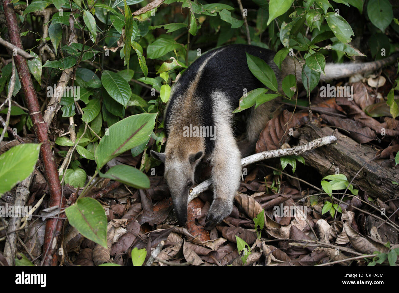 Nördlichen Tamandua oder Kragen Ameisenbär (Tamandua Mexicana) im Regenwald. Corcovado Nationalpark, Osa Halbinsel, Costa Rica Stockfoto