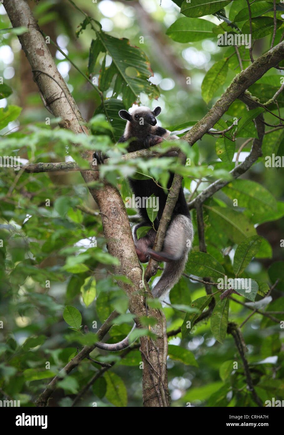 Nördlichen Tamandua oder Kragen Ameisenbär (Tamandua Mexicana) im Regenwald. Corcovado Nationalpark, Osa Halbinsel, Costa Rica Stockfoto
