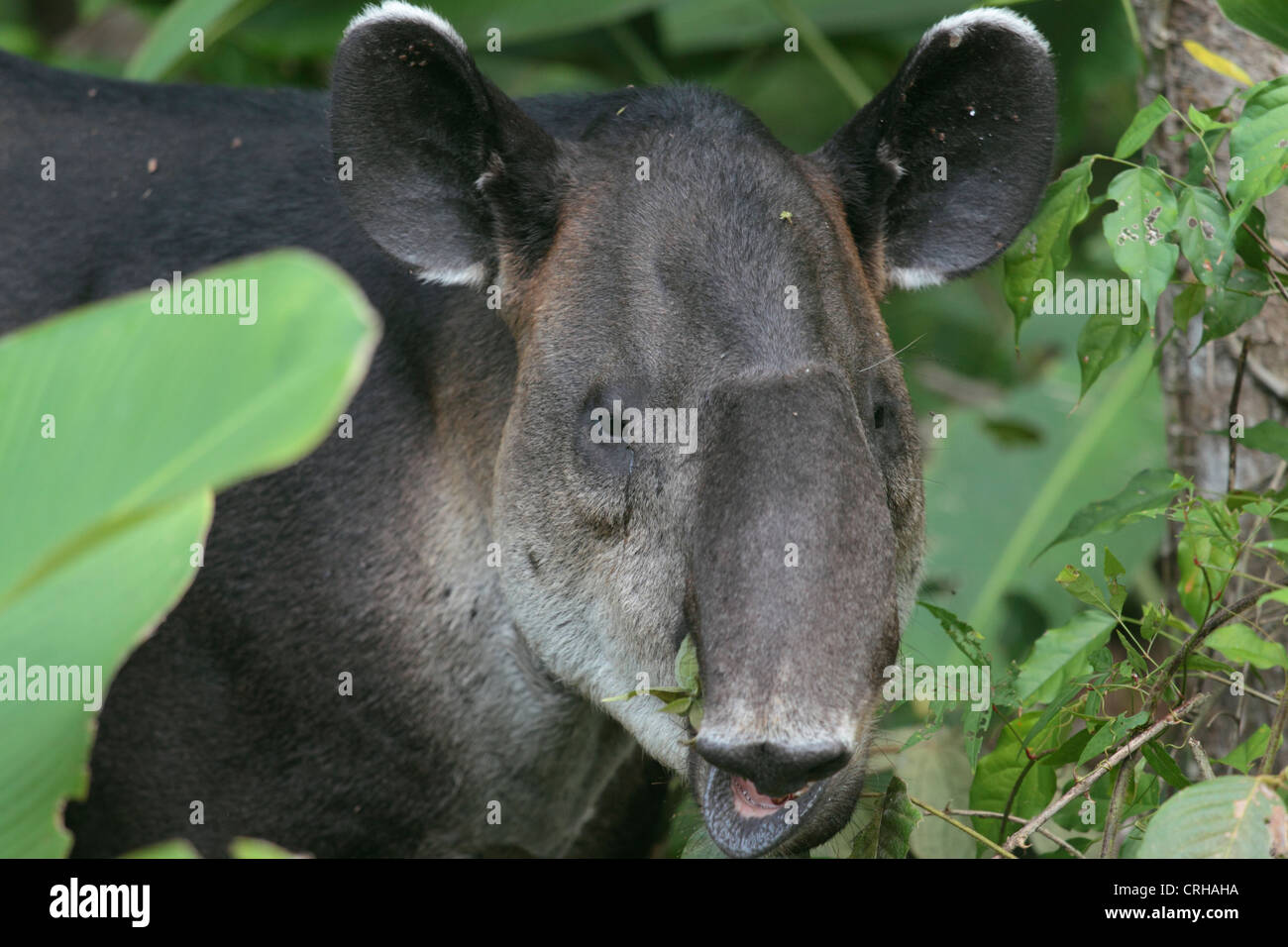 Baird Tapir (Tapirus Bairdii) Fütterung im Regenwald. Corcovado Nationalpark, Osa Halbinsel, Costa Rica. März 2012. Stockfoto