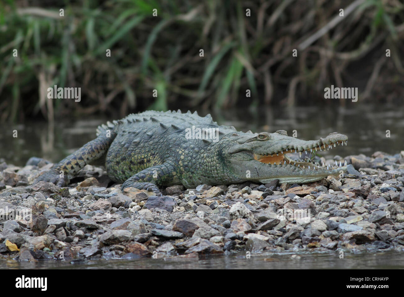 Amerikanisches Krokodil (Crocodylus Acutus) klaffende auf um Körpertemperatur zu kühlen.  River Tempisque, Guanacaste, Costa Rica. Stockfoto