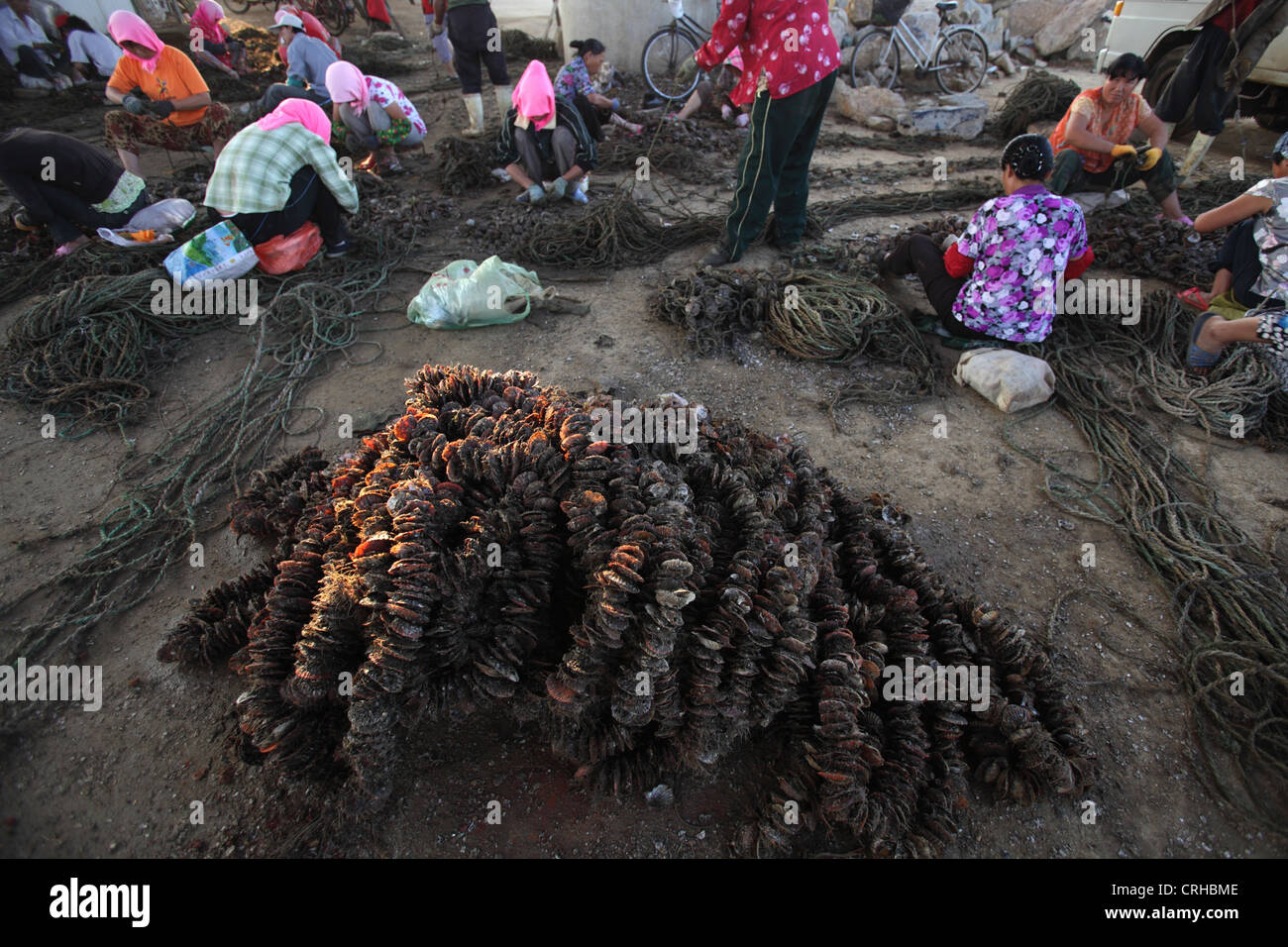 Austern, beeinflusst durch das Öl Ölpest Katastrophe in Dalian, China. Stockfoto