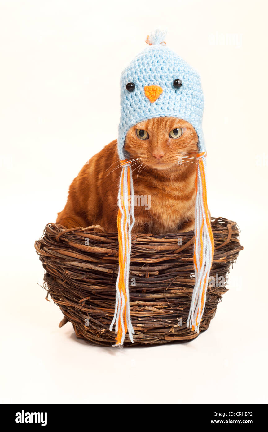 Eine Orange Tabby Katze sitzt in einem Nest, verkleidet als ein Vogel Stockfoto