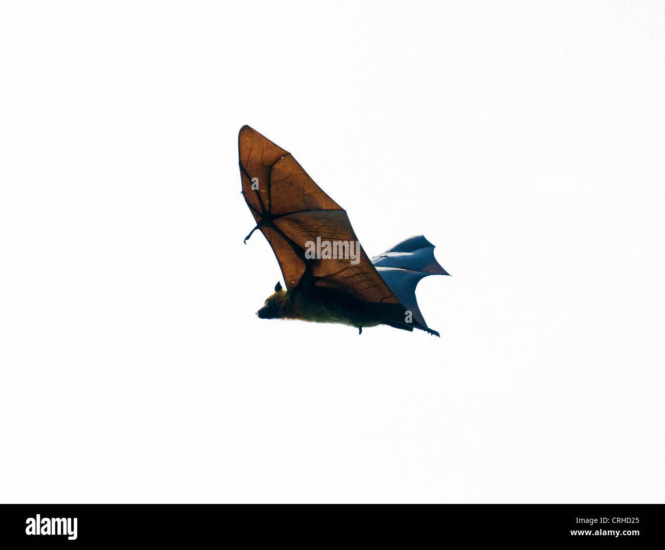 Madagassische flying Fox, Madagaskar-Flughund oder Madagaskar-Flughund (Pteropus Rufus), eine Art von megabat Stockfoto