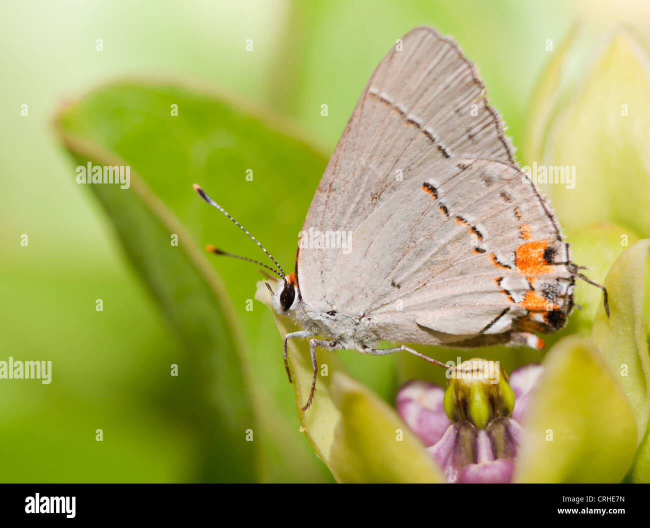 Winzige graue Zipfelfalter Schmetterling ruht auf einer grünen Wolfsmilch Blume Stockfoto