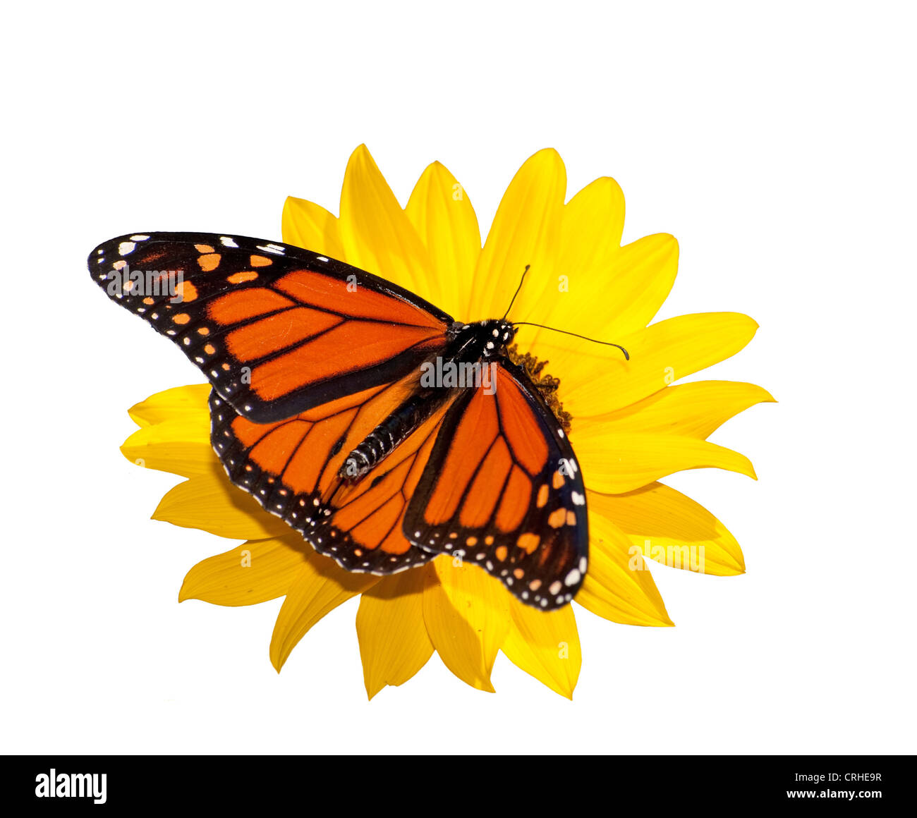 Dorsalansicht einen männlichen Monarchfalter Fütterung auf eine wilde Sonnenblume; isoliert auf weiss Stockfoto