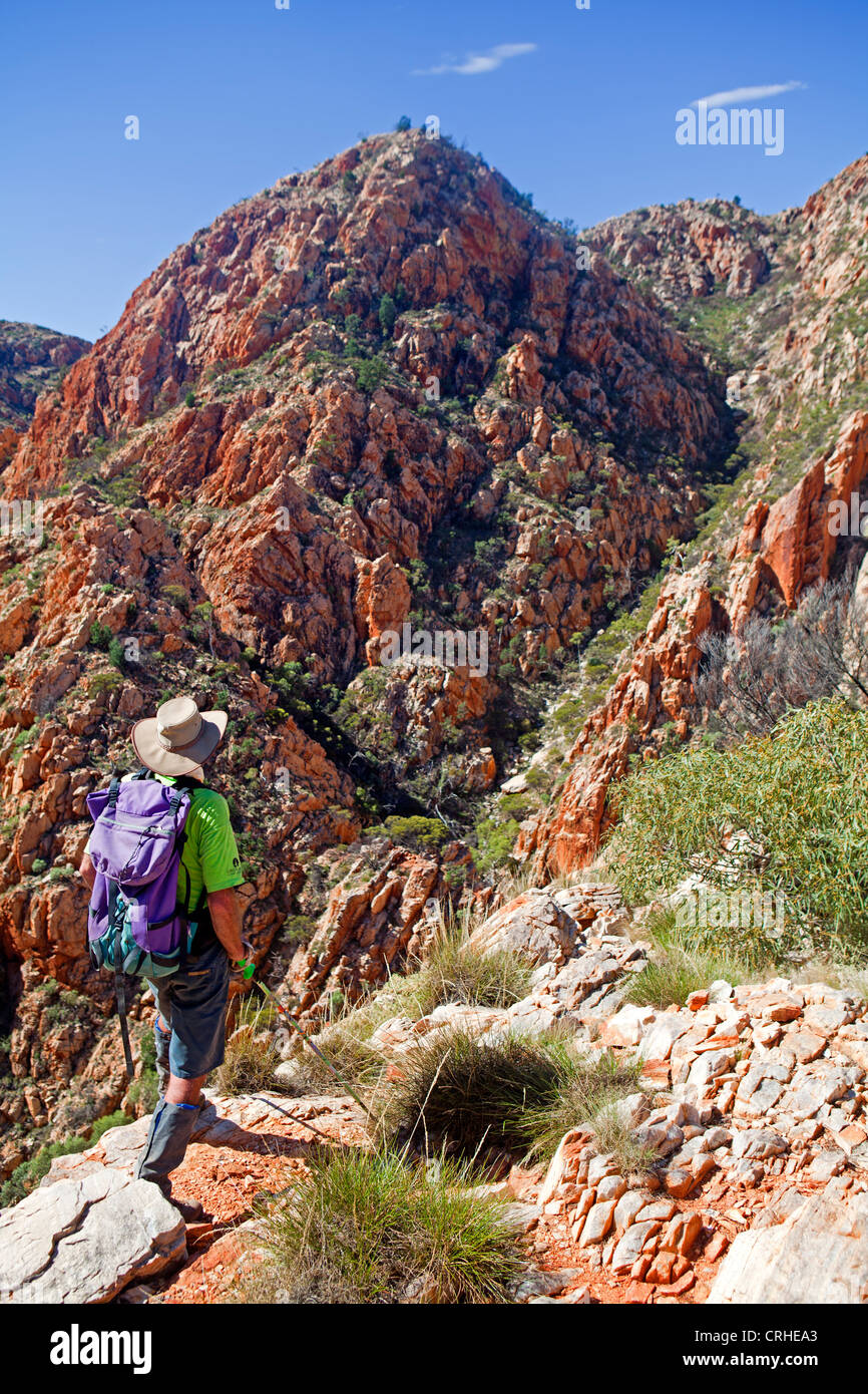 Wanderern auf dem Larapinta Trail über Standley Chasm Stockfoto