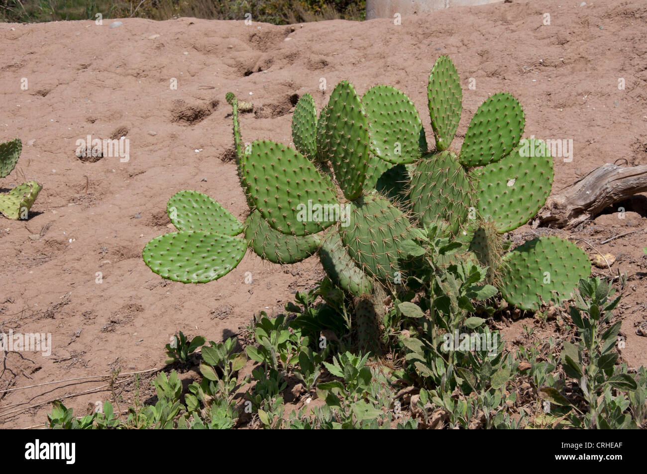 Beavertail Kaktus Stockfoto