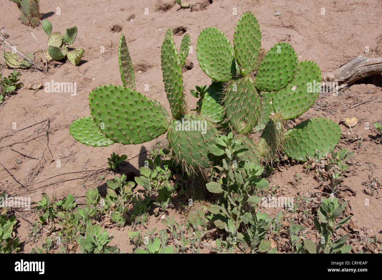 Beavertail Kaktus Stockfoto