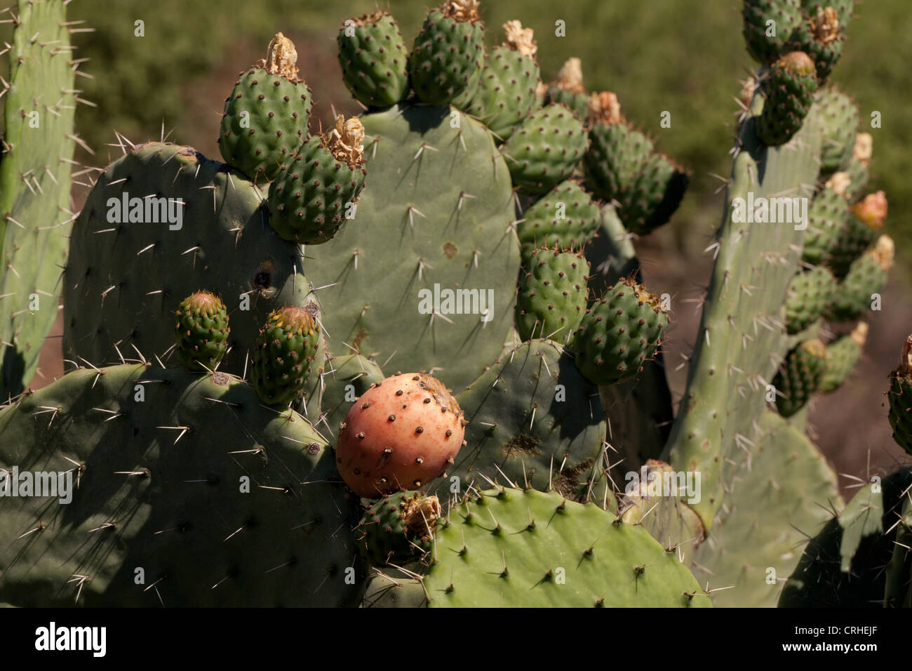 Beavertail Kaktus Früchte aka Feigenkakteen (Opuntia) - Kalifornien Stockfoto