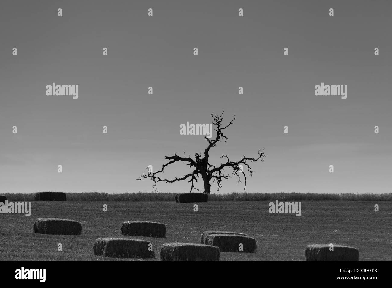 Ein toter Baum Stockfoto