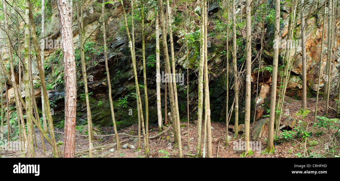 Estatoe Trail (zusammengesetztes Bild) - Pisgah National Forest - Brevard, North Carolina USA Stockfoto