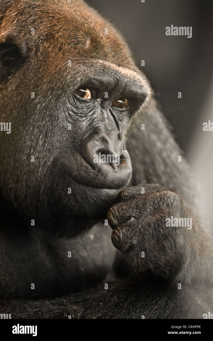 Weiblichen Gorilla beobachten die Besucher. Mit kontrollierter Beleuchtung fotografiert. Stockfoto